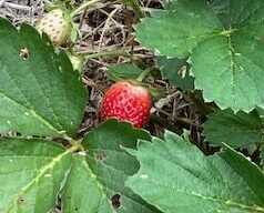 いちごの画像