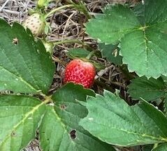 いちごの画像